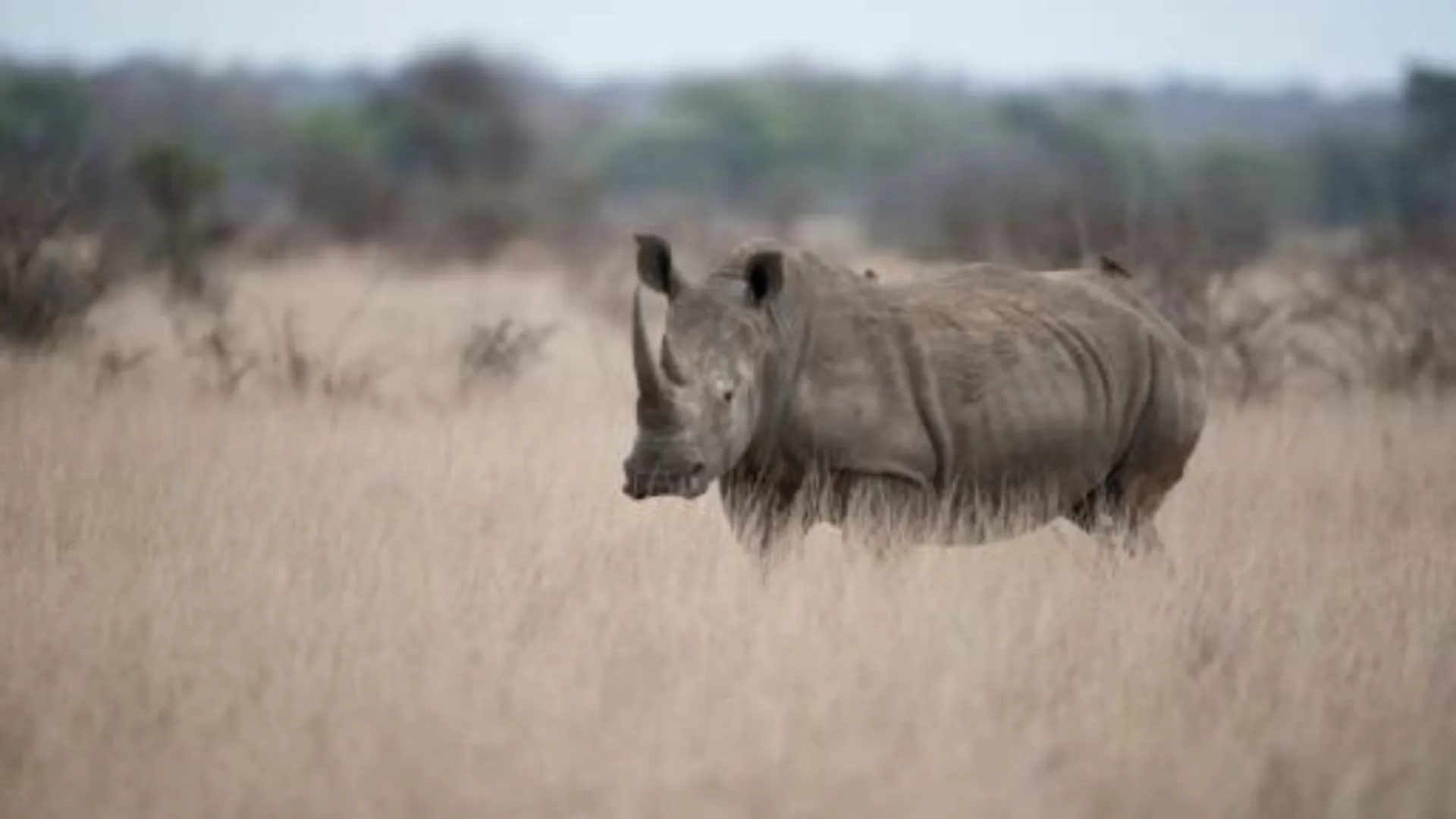 Tanzania Wildlife Safari Packages